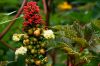 image of Ricinus 