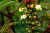 image of Ricinus 