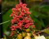 image of Ricinus 