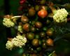 image of Ricinus 