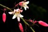 image of Hesperaloe Campanulatum