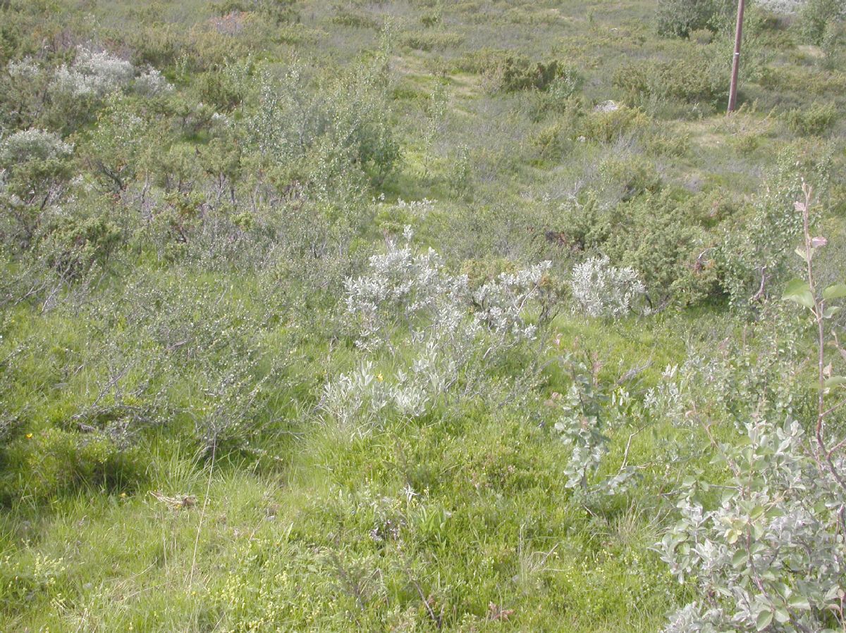 Salicaceae Salix glabra