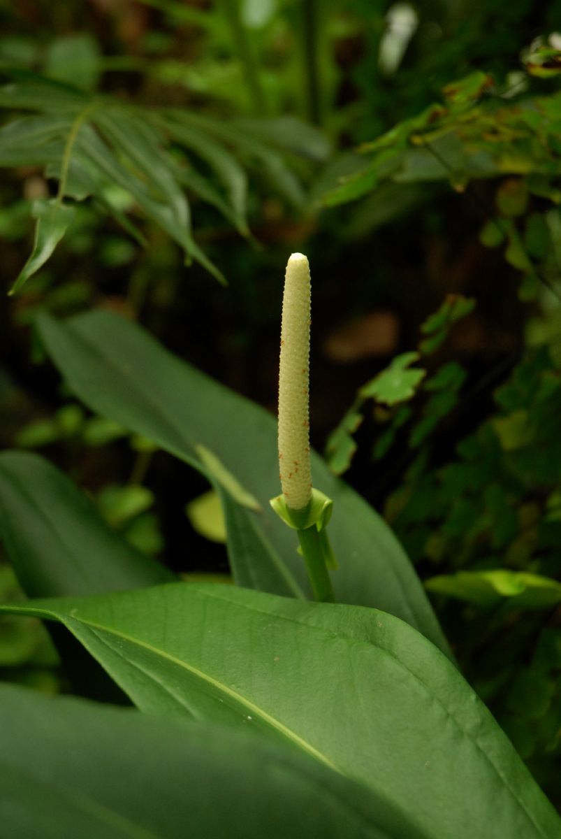 Araceae Anthurium bakeri
