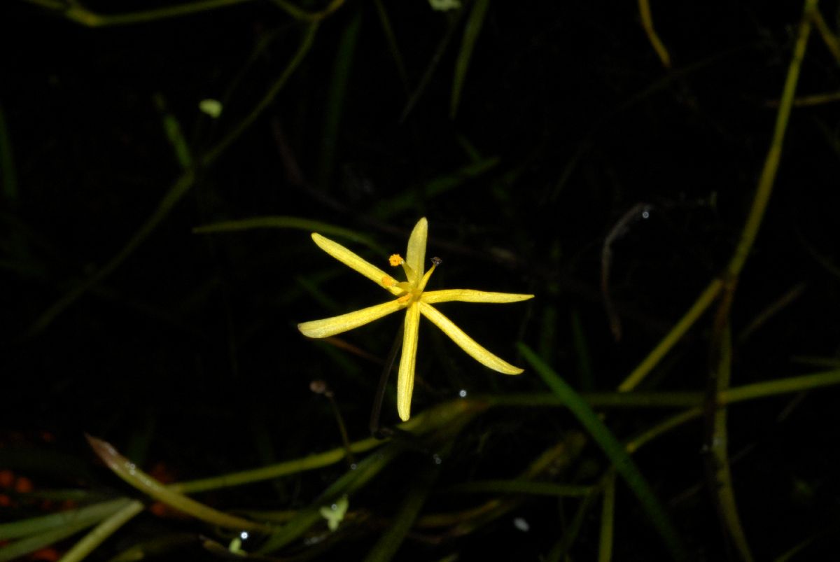 Pontederiaceae Heteranthera duria