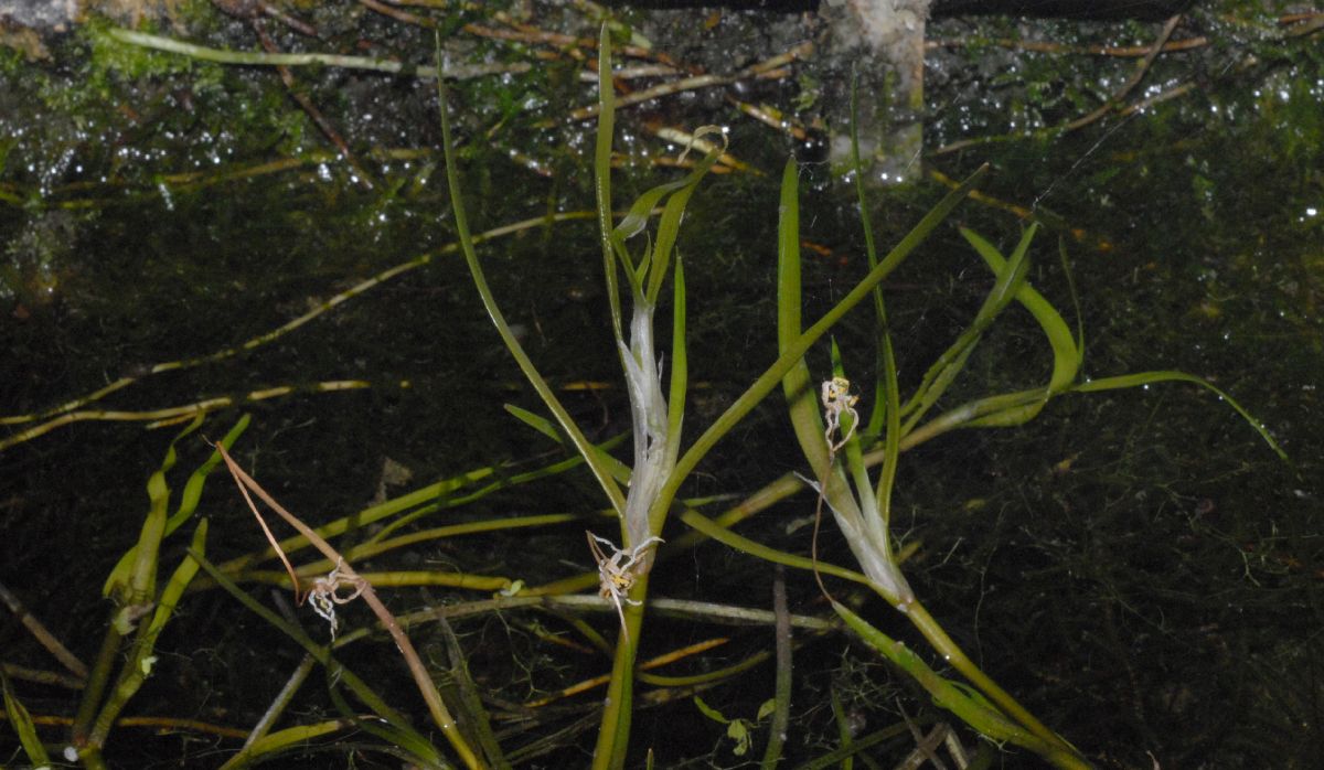 Pontederiaceae Heteranthera duria