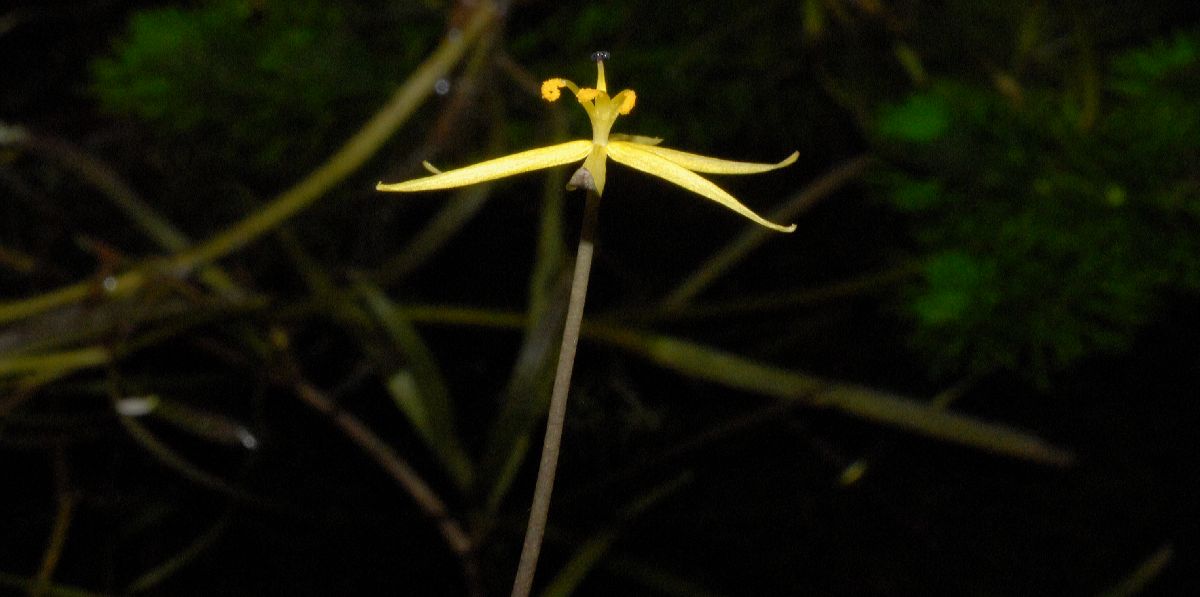 Pontederiaceae Heteranthera duria