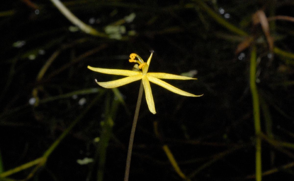 Pontederiaceae Heteranthera duria