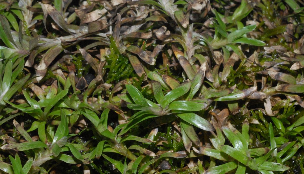 Pontederiaceae Heteranthera zosterifolia