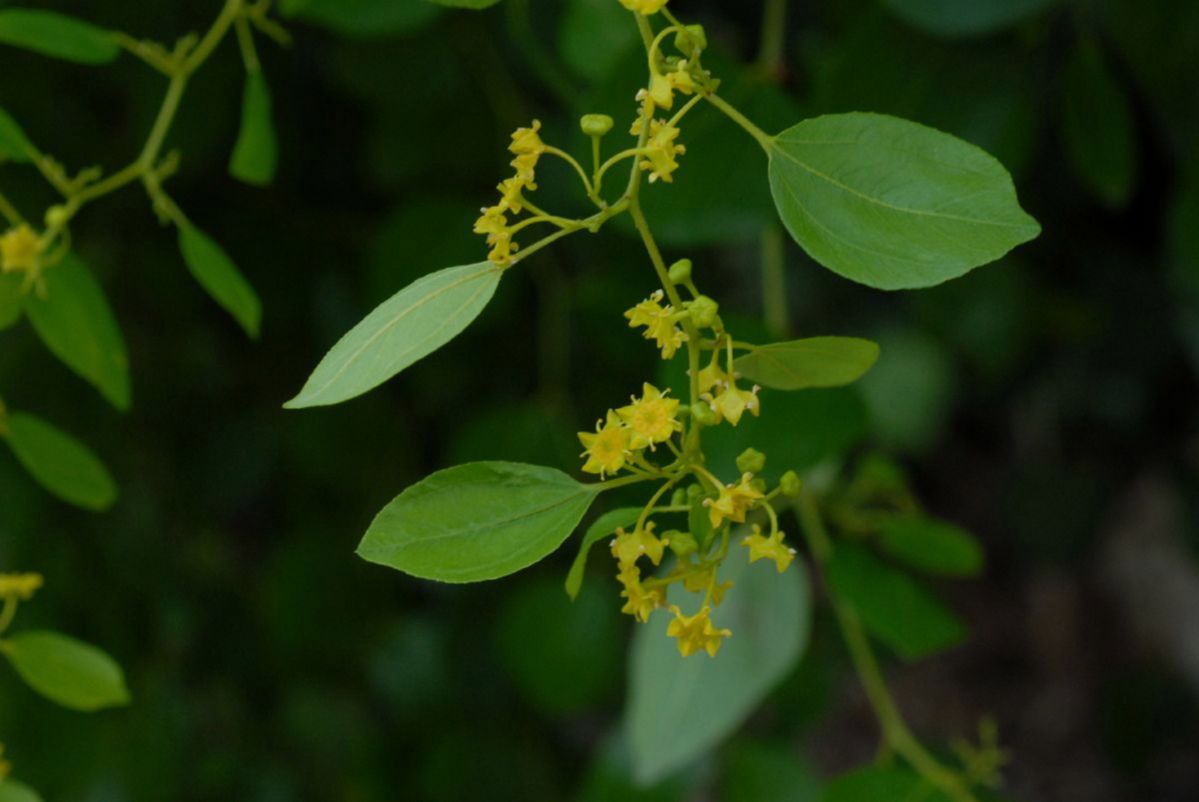 Rhamnaceae Paliurus spina-christi