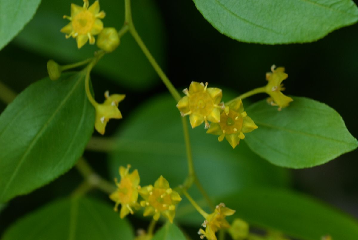 Rhamnaceae Paliurus spina-christi