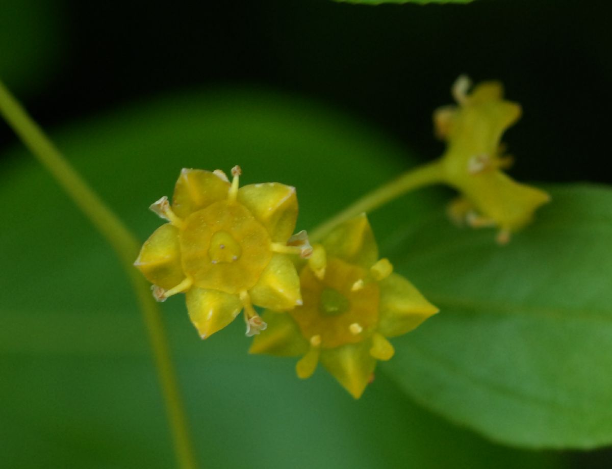 Rhamnaceae Paliurus spina-christi