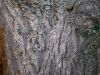 image of Phellodendron amurense