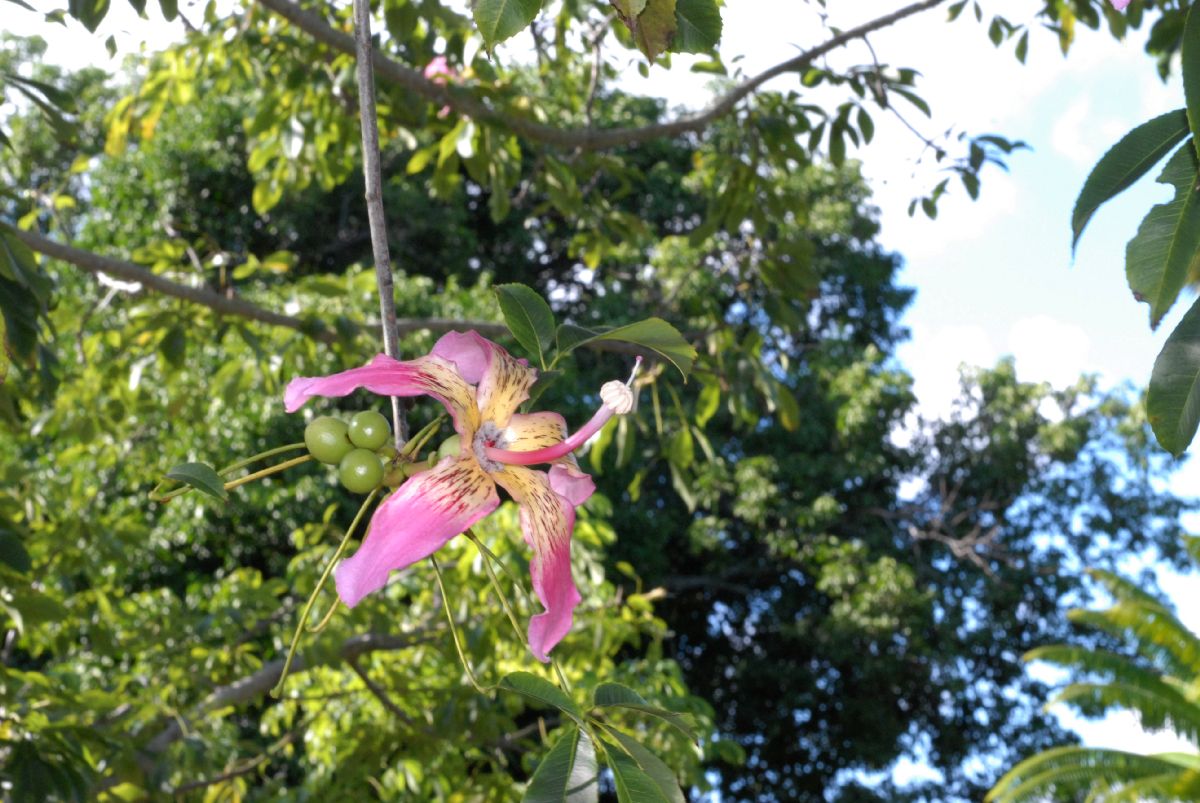 Bombacaceae Chorisia speciosa