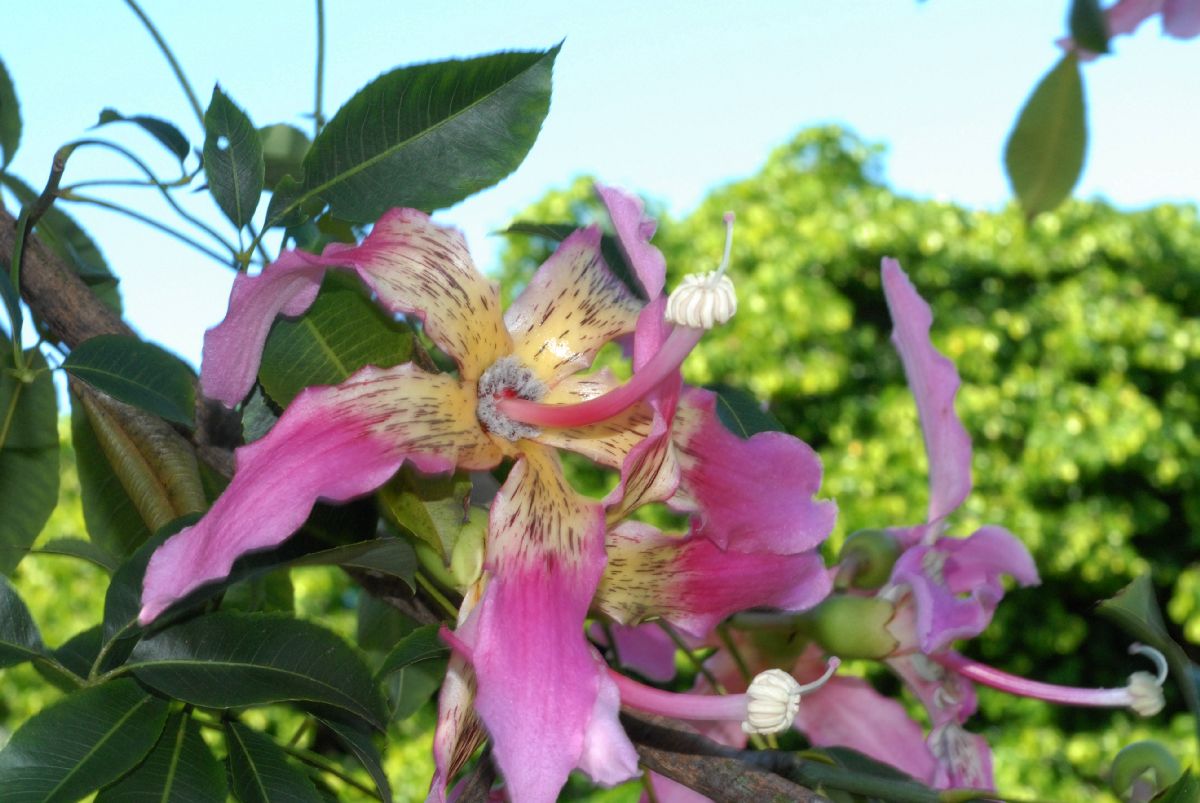 Bombacaceae Chorisia speciosa