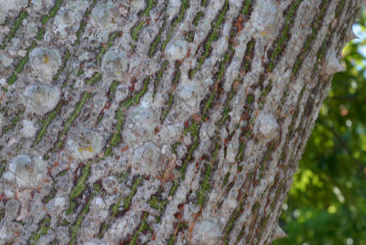 Bombacaceae Chorisia speciosa