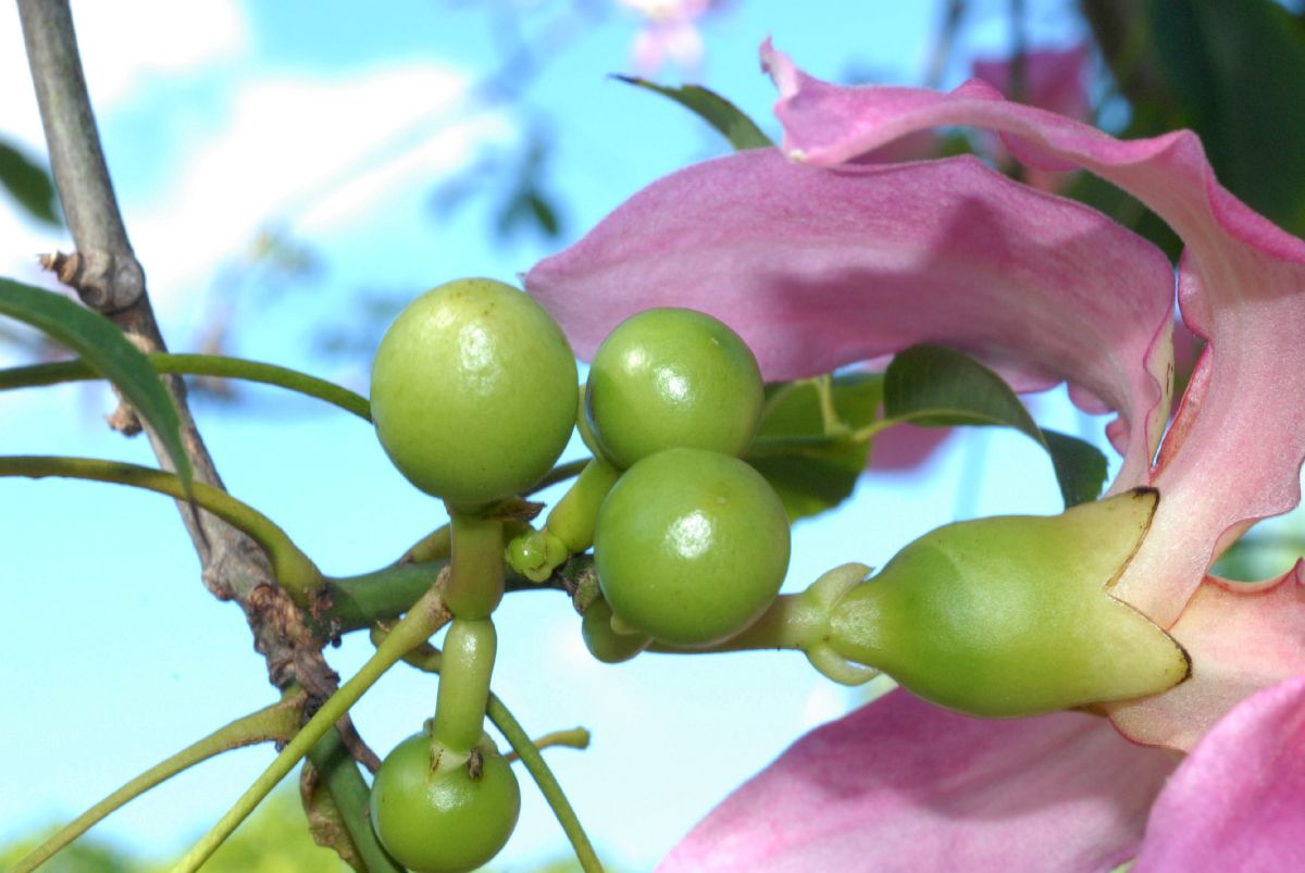 Bombacaceae Chorisia speciosa