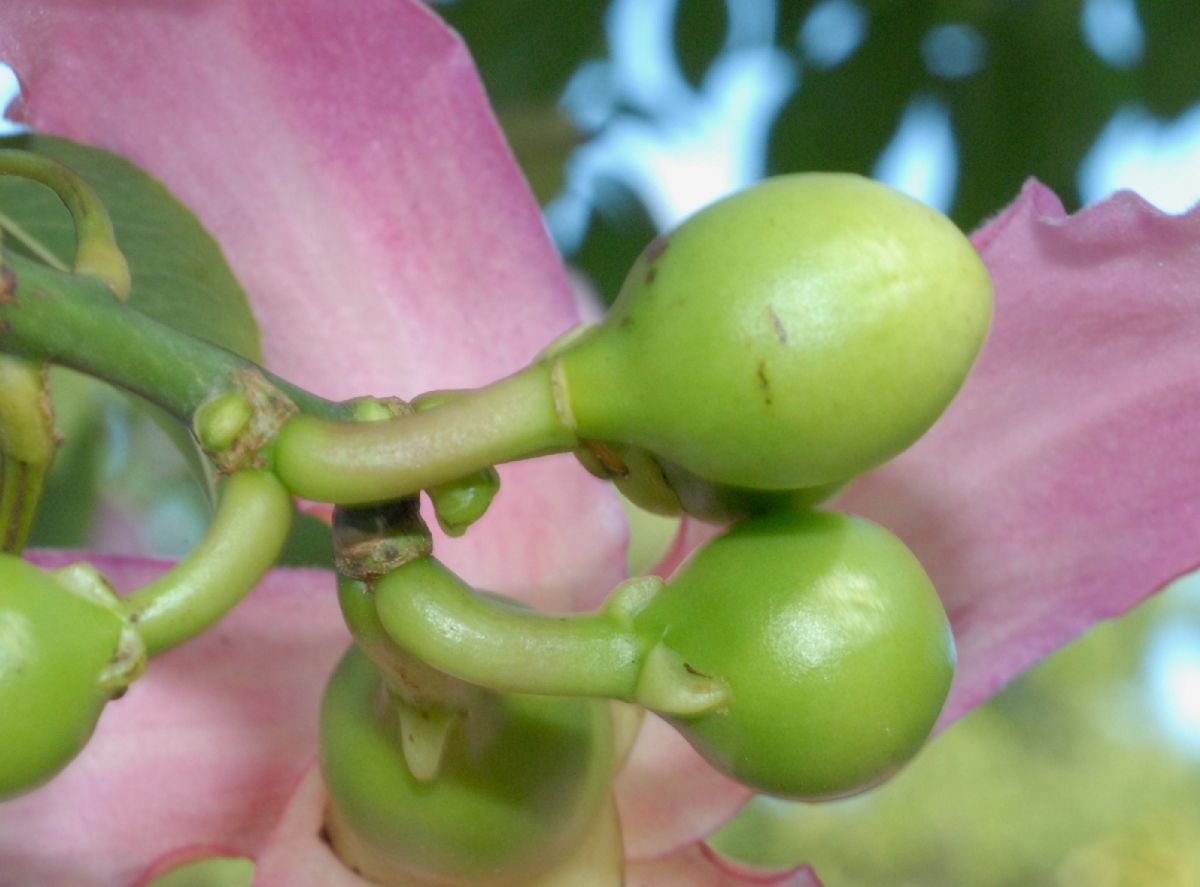 Bombacaceae Chorisia speciosa