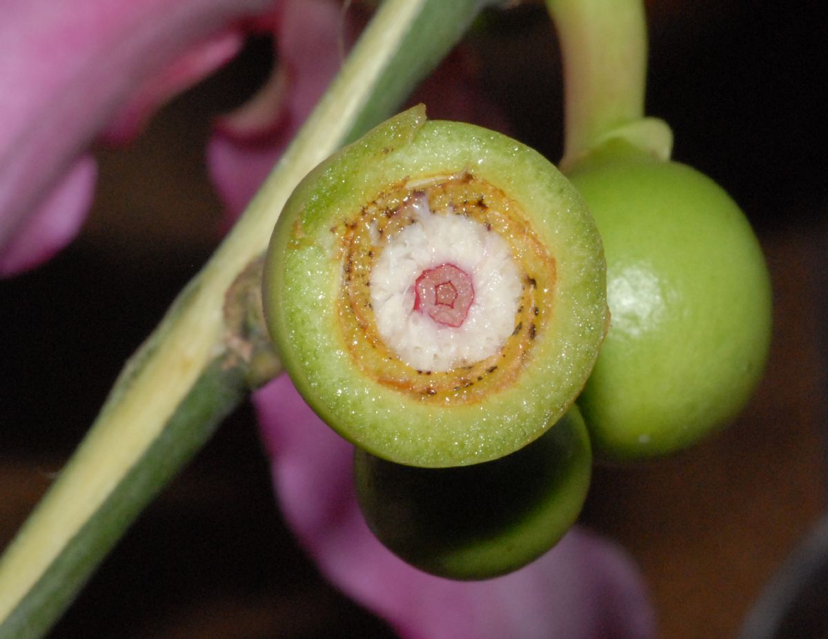 Bombacaceae Chorisia speciosa