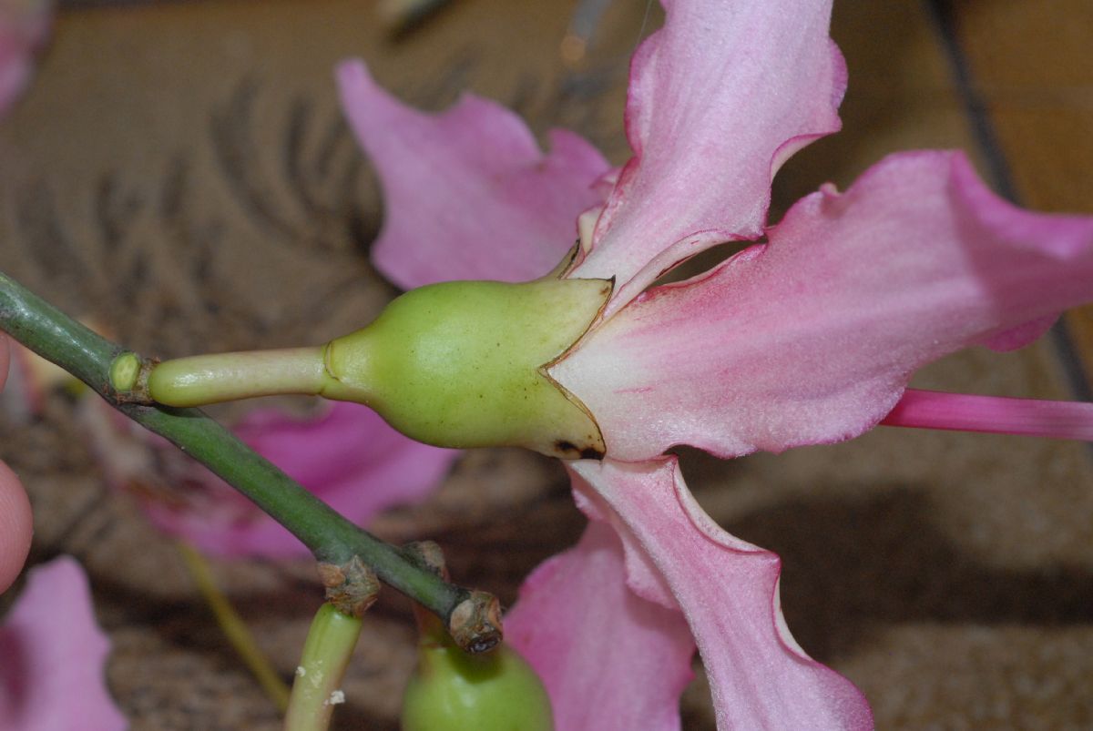Bombacaceae Chorisia speciosa