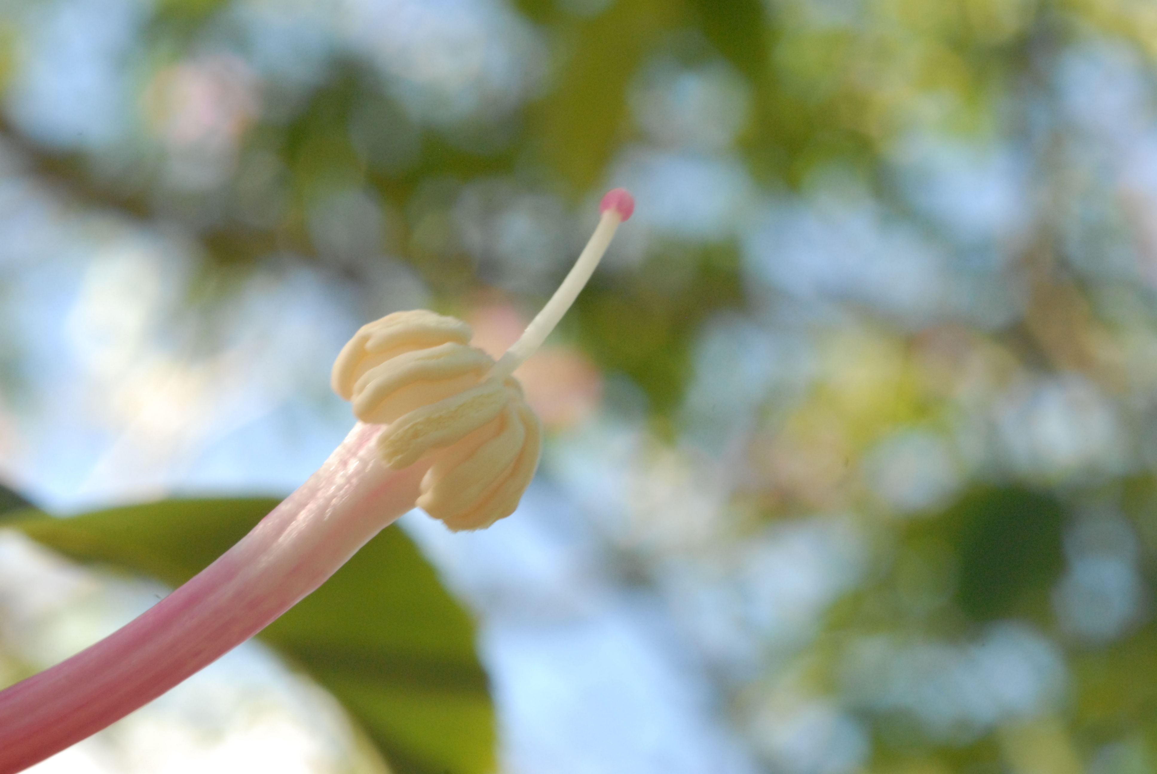 Bombacaceae Chorisia speciosa