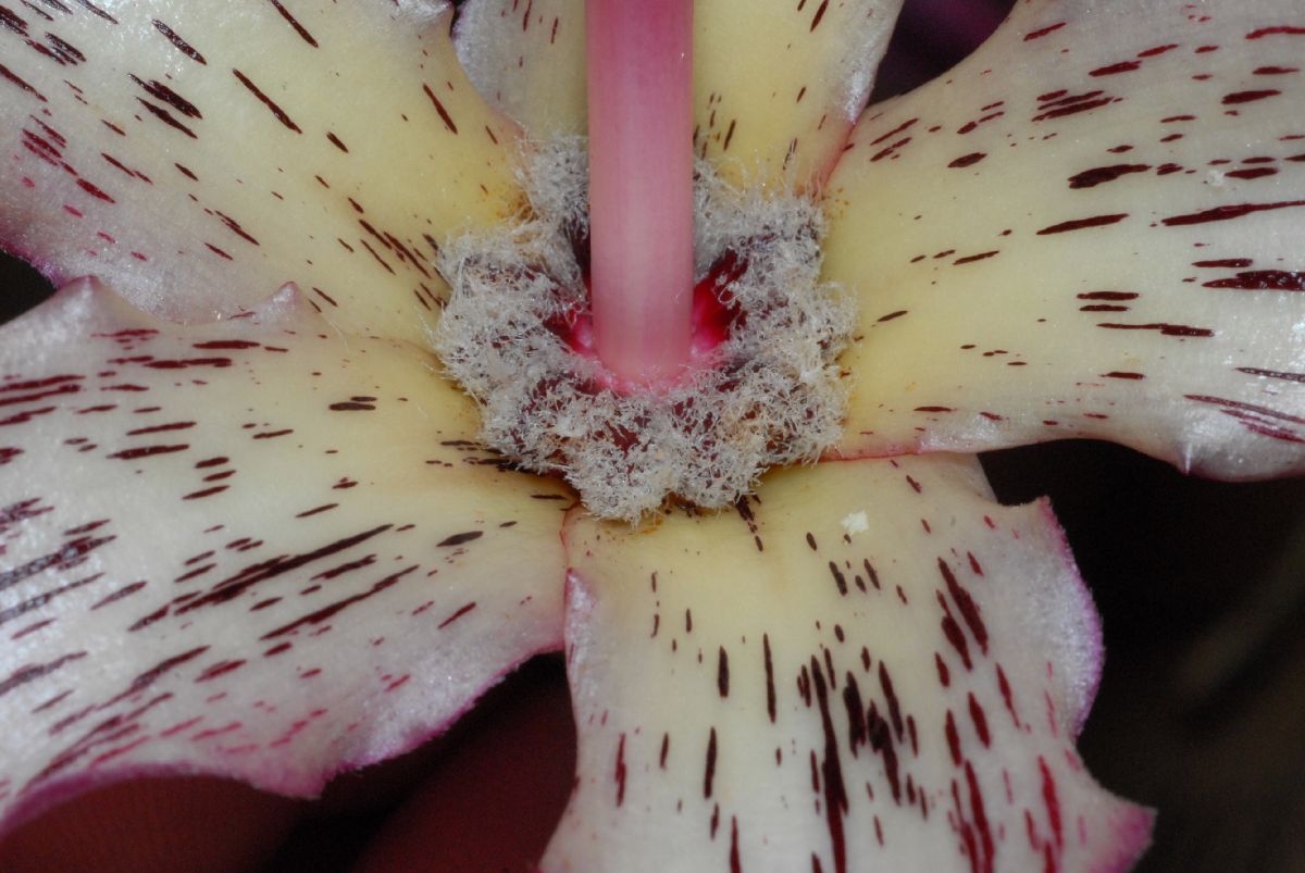 Bombacaceae Chorisia speciosa