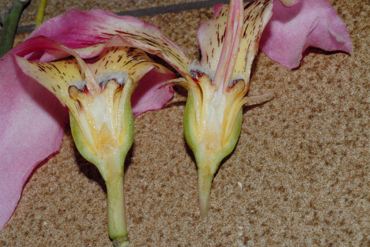 Bombacaceae Chorisia speciosa