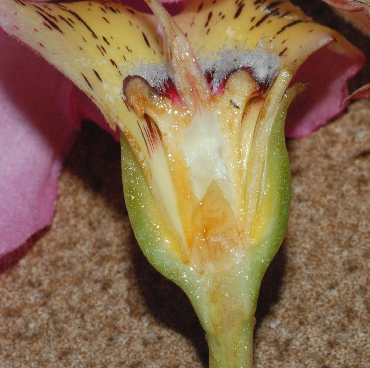 Bombacaceae Chorisia speciosa