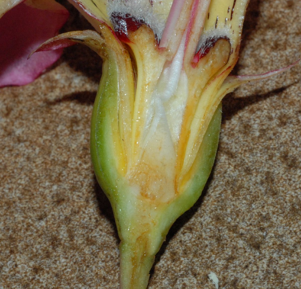 Bombacaceae Chorisia speciosa