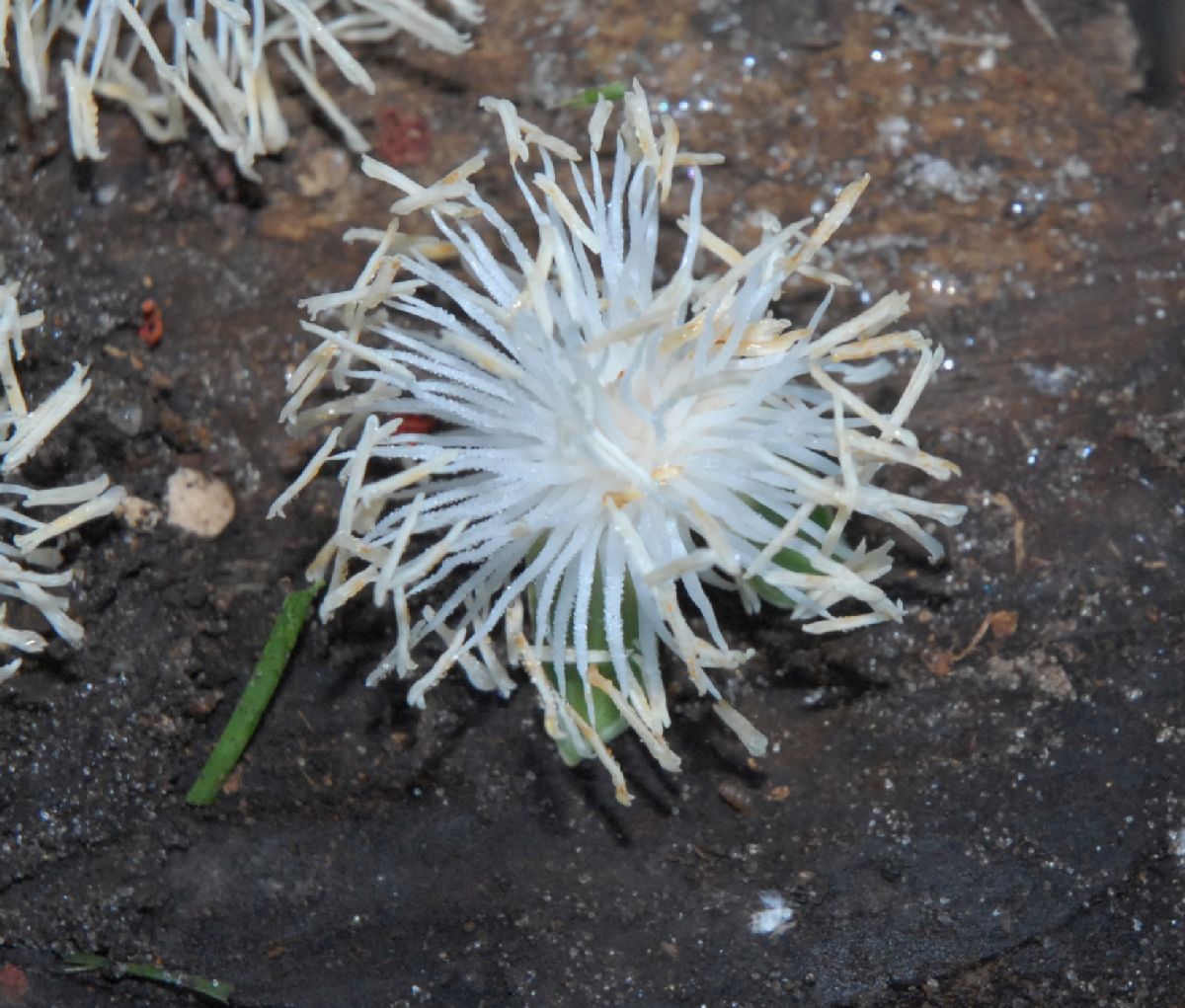 Arecaceae Veitchia arecina
