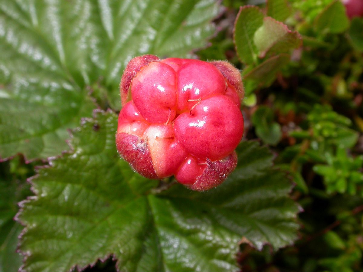 Rosaceae Rubus chamaemorus