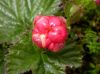 image of Rubus chamaemorus