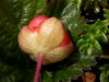 image of Rubus chamaemorus