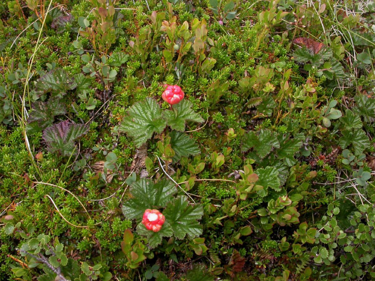 Rosaceae Rubus chamaemorus