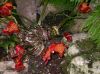 image of Haemanthus coccineus