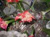 image of Haemanthus coccineus