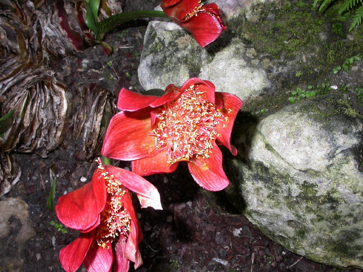Amaryllidaceae Haemanthus coccineus