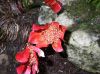 image of Haemanthus coccineus