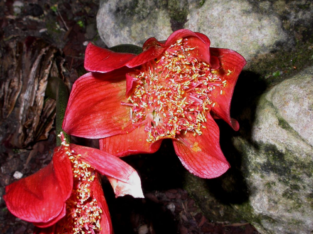 Amaryllidaceae Haemanthus coccineus