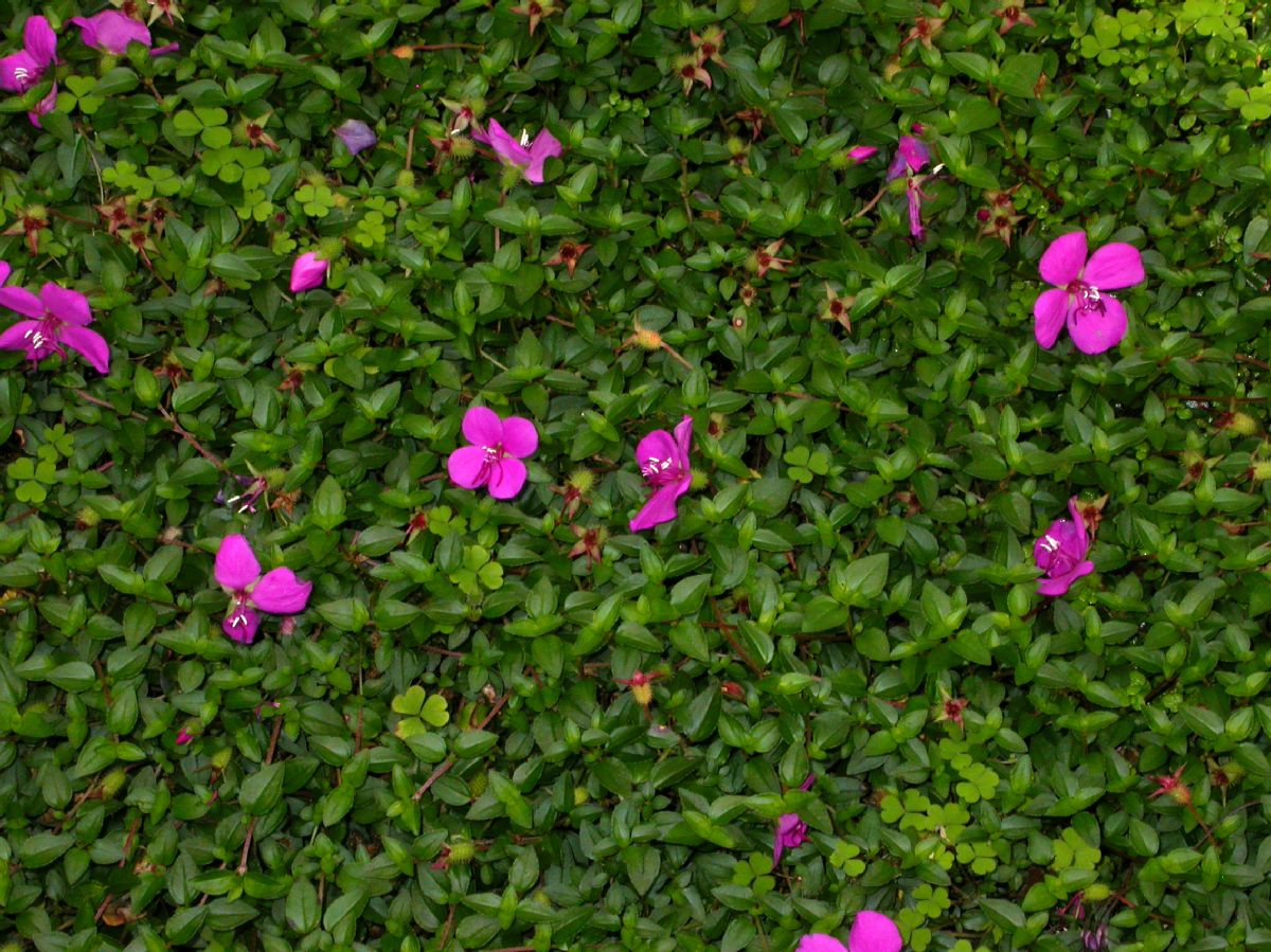 Melastomataceae Heterocentron elegans