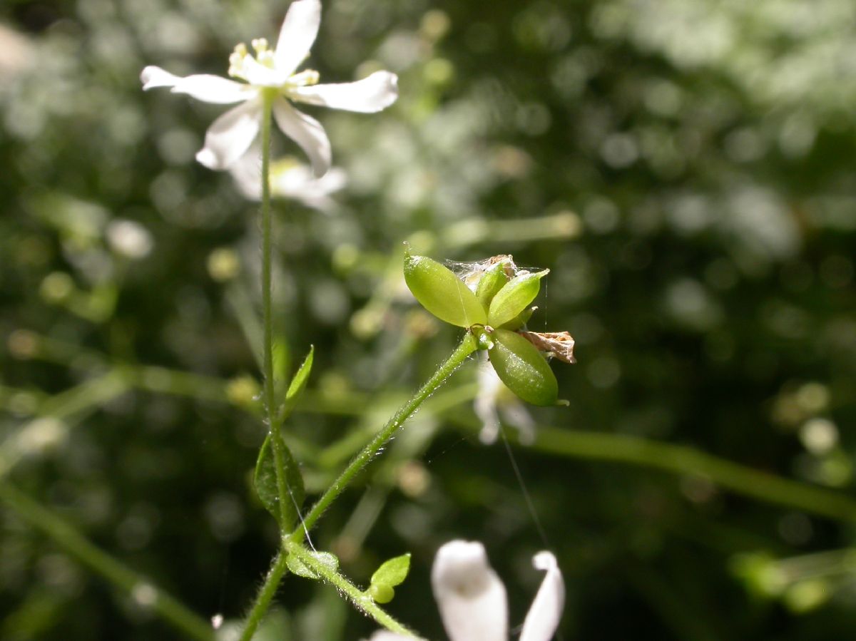 Ranunculaceae Knowltonia bracteata