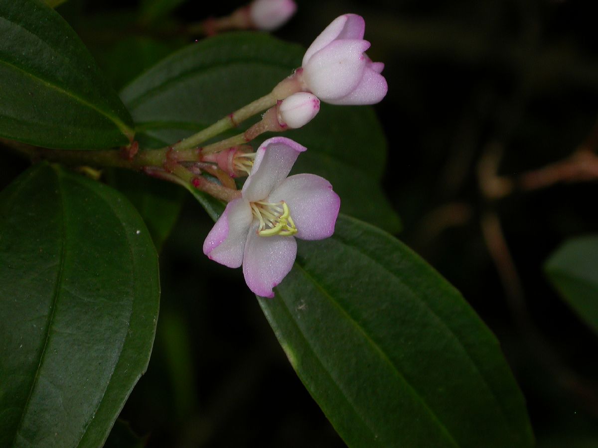 Melastomataceae Pachycentria formosana