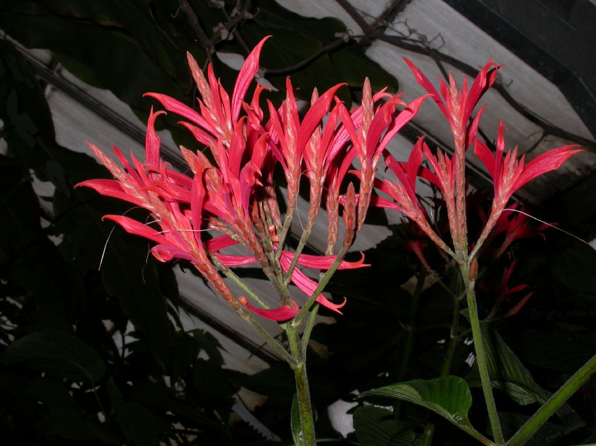 Acanthaceae Aphelandra liboniana