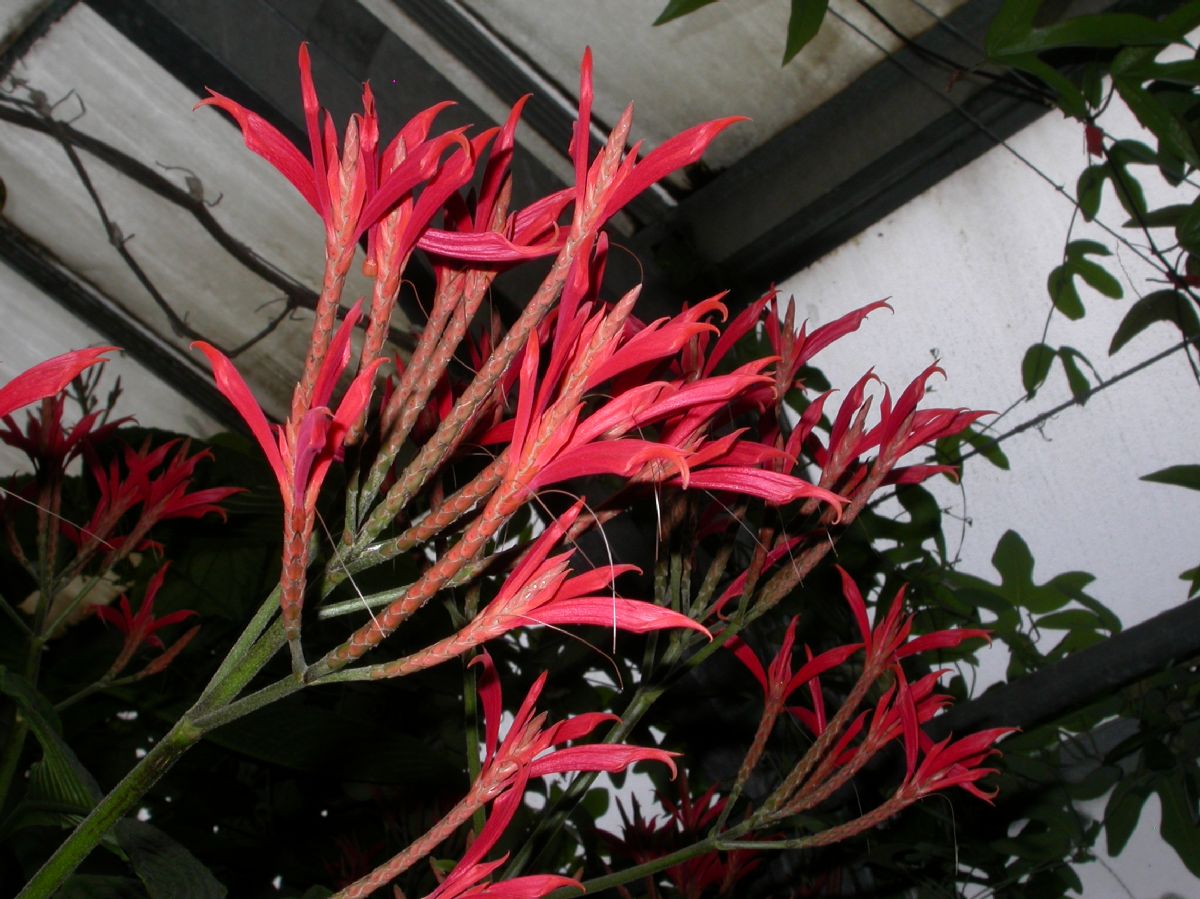 Acanthaceae Aphelandra liboniana