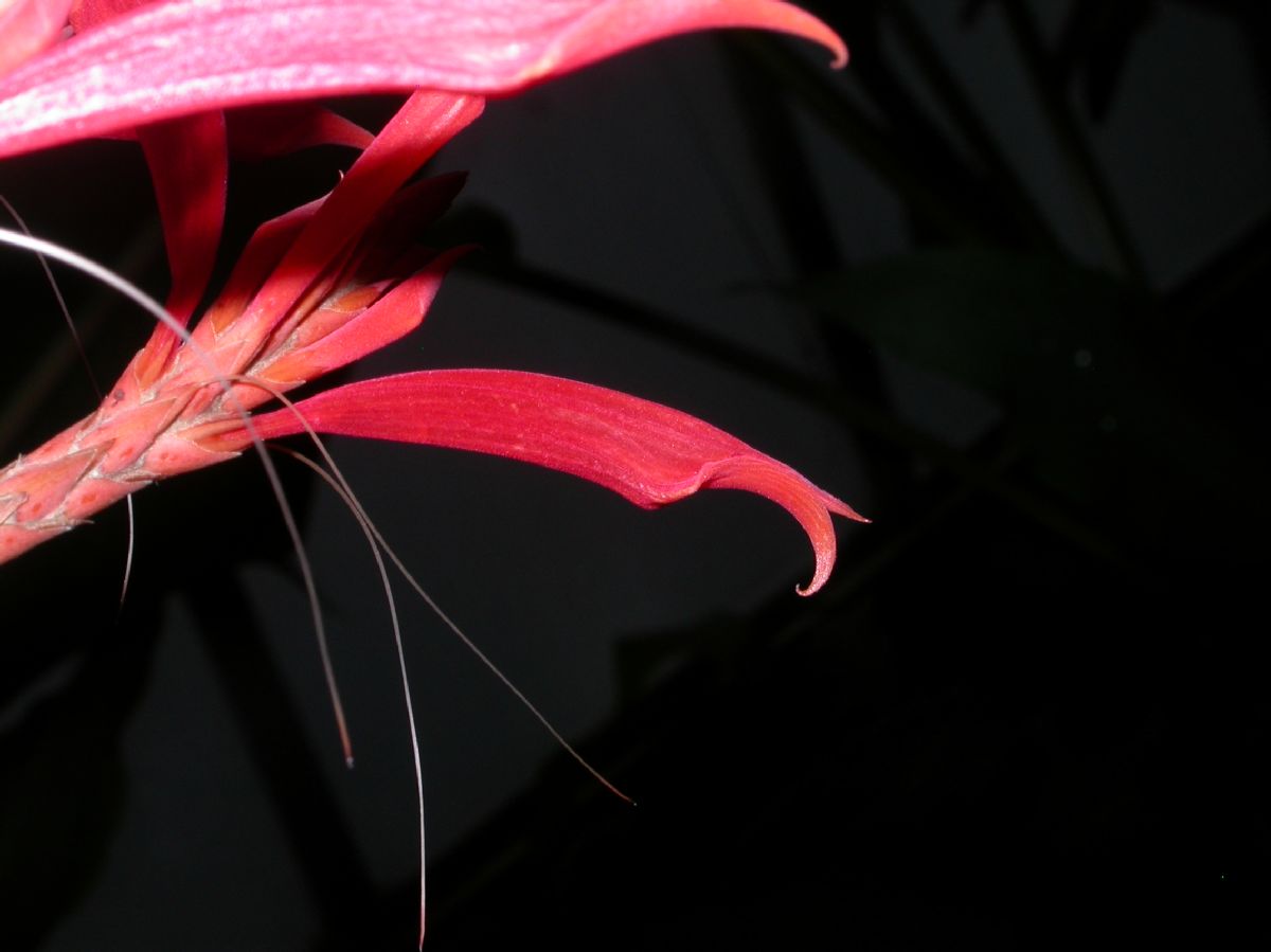 Acanthaceae Aphelandra liboniana