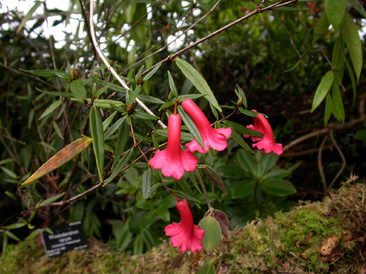 Ericaceae Rhododendron rarum