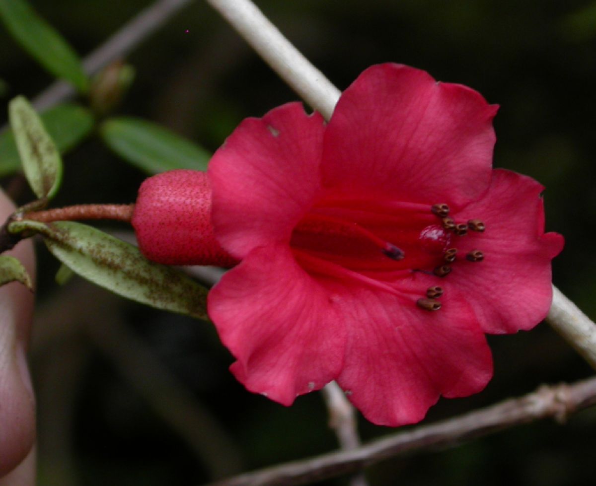 Ericaceae Rhododendron rarum