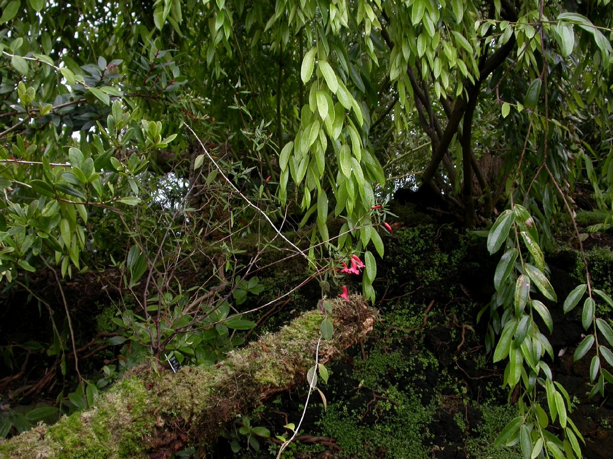 Ericaceae Rhododendron rarum