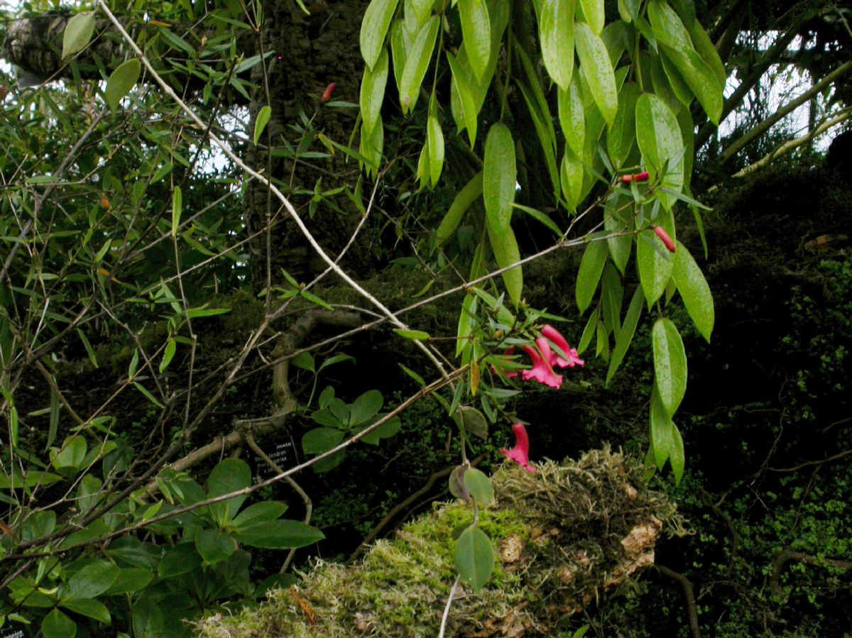 Ericaceae Rhododendron rarum