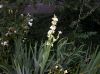 image of Sisyrinchium striatum