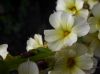 image of Sisyrinchium striatum
